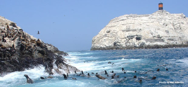 Large group of Sea Lions swimming - Image by Mar Adentro