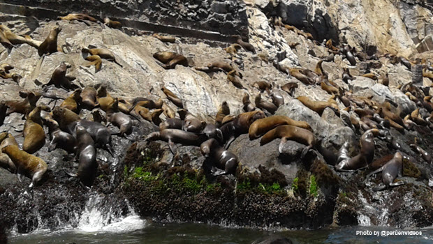 Sea lions on rocks - Image by peruenvideos.com