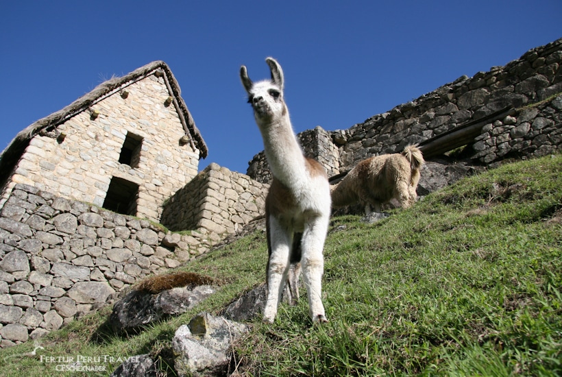 Llamas grazing below the Guardhouse at Machu Picchu - Photo Courtesy of CF Schexnayder