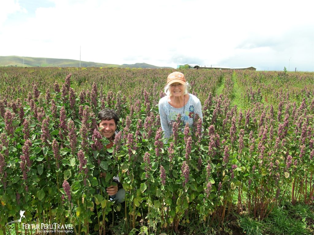 A Fertur traveler enjoys tranquility in a field of quinoa in the Peruvian Andes